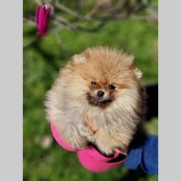 prelepi štenci pomeranaca besplatni mali oglasi