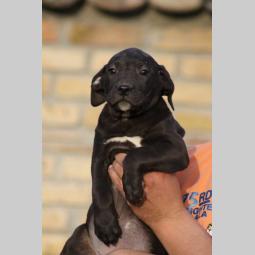 presa canario štenci besplatni mali oglasi