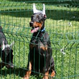u ponudi štenci dobermana vrhunskih krvnih linija besplatni mali oglasi