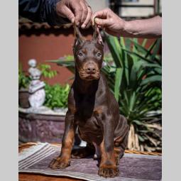 doberman štenci besplatni mali oglasi