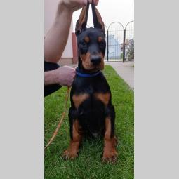 štenci dobermana besplatni mali oglasi