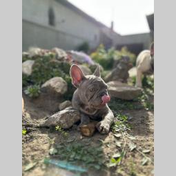 francuski buldog egzotični besplatni mali oglasi