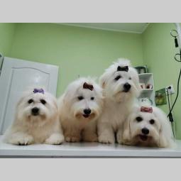 coton de tulear (tulearski pas) besplatni mali oglasi