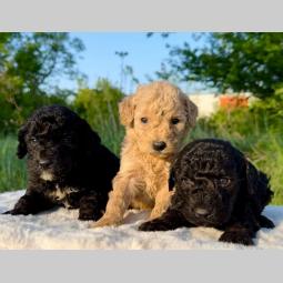 labradoodle labradudl (labrador pudla) besplatni mali oglasi
