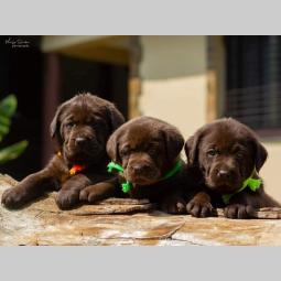 labrador retriver štenci besplatni mali oglasi