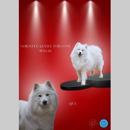 samojed dva muška šteneta besplatni mali oglasi
