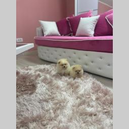 pomeranac štenci besplatni mali oglasi