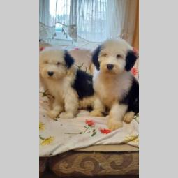 bobtail, vrhunska dva mužjaka besplatni mali oglasi