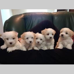 prodajem štence coton de tulear besplatni mali oglasi