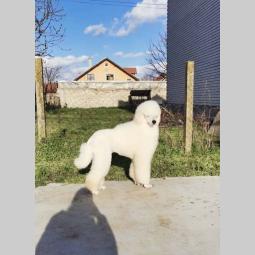 štenci kraljevske pudle besplatni mali oglasi