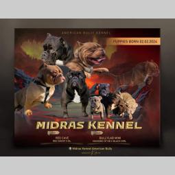 američki bul terijeri midras kennel  besplatni mali oglasi