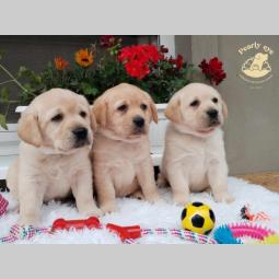 labrador retriver štenci besplatni mali oglasi