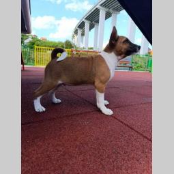 basenji štenci besplatni mali oglasi