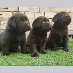 labrador retriver braon i žuti štenci besplatni mali oglasi