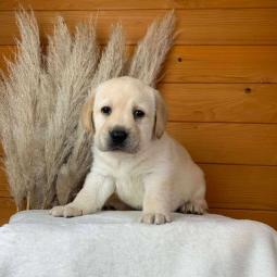 štenci labradora žute boje besplatni mali oglasi