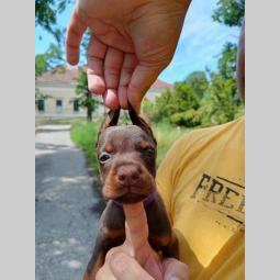 doberman štenci crni i braon besplatni mali oglasi