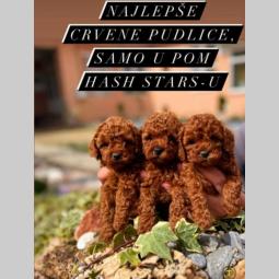 dostupni štenci pudle besplatni mali oglasi