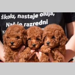 pudle toj crvene boje besplatni mali oglasi