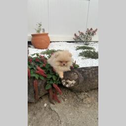 pomeranac štenci besplatni mali oglasi