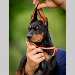 doberman prelepi štenci besplatni mali oglasi
