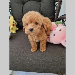 toy pudle štenci sa fotografija spremni za preuzimanje besplatni mali oglasi