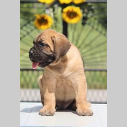 cane corso štenci besplatni mali oglasi