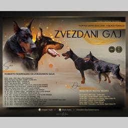 doberman štenci besplatni mali oglasi