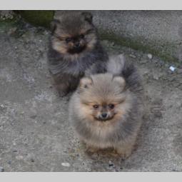 pomeranac prelepi štenci besplatni mali oglasi
