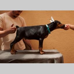 doberman štenci besplatni mali oglasi