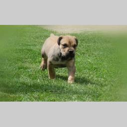 boerboel južnoafrički mastif štenci besplatni mali oglasi