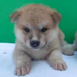 japanska akita štenci besplatni mali oglasi