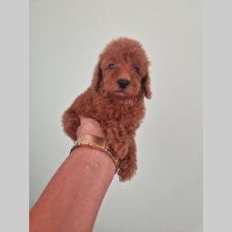 pudle (toy) štenci sa slika besplatni mali oglasi