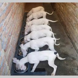 argentinski doberman štenci besplatni mali oglasi