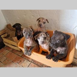 pit bul štenci besplatni mali oglasi
