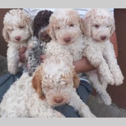 lagotto romagnolo štenci besplatni mali oglasi