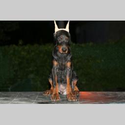 na prodaju štenci dobermana besplatni mali oglasi