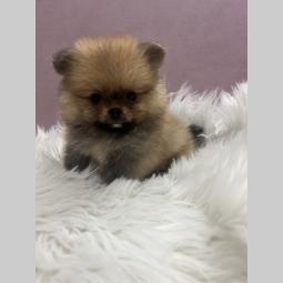 pomeranac bo štenci besplatni mali oglasi