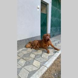 bordoška doga (bordoški doberman) štenci besplatni mali oglasi