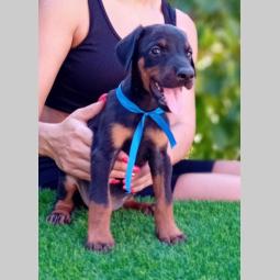 doberman štenci besplatni mali oglasi