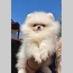 pomeranac bo štenci besplatni mali oglasi