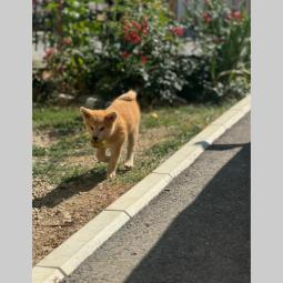 japanska akita inu štenci besplatni mali oglasi