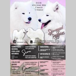 samojed štenci besplatni mali oglasi