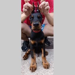 štenci dobermana besplatni mali oglasi