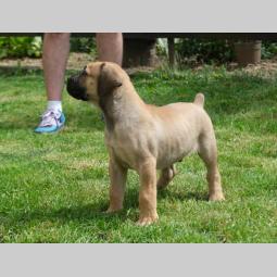 boerboel južnoafrički mastif štenci besplatni mali oglasi