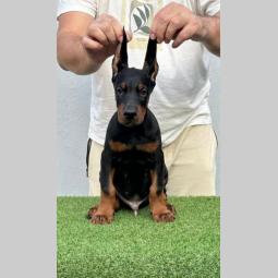 doberman prelepi štenci besplatni mali oglasi