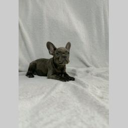 francuski buldog prelepi štenci besplatni mali oglasi