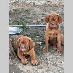 bordoški doberman štenci besplatni mali oglasi