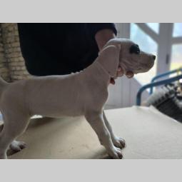 doberman argentino štenci besplatni mali oglasi