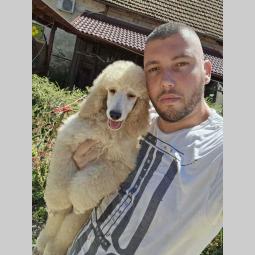 kraljevske pudle štenci dostupni sa slike besplatni mali oglasi