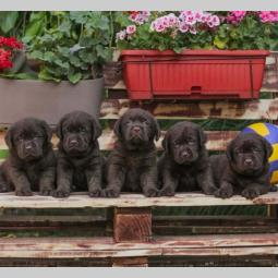labrador retriver štenci braon boje besplatni mali oglasi